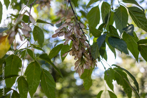 Obraz na płótnie Dry maple seeds samaras hanging on a branch surrounded by green foliage in dayli