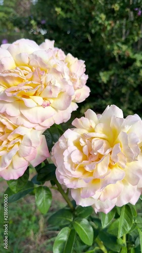 Aquarelle Hybrid Tea Rose Blooming in Summer Garden