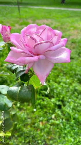 Antique Purple, Lilac and Pink Rose Blooming in Summer Garden