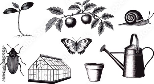 Vintage garden nature vector set containing eight separate isolated objects: a young seedling with leaves, mature apple tree branch, garden snail, detailed beetle, delicate butterfly, classic glass 