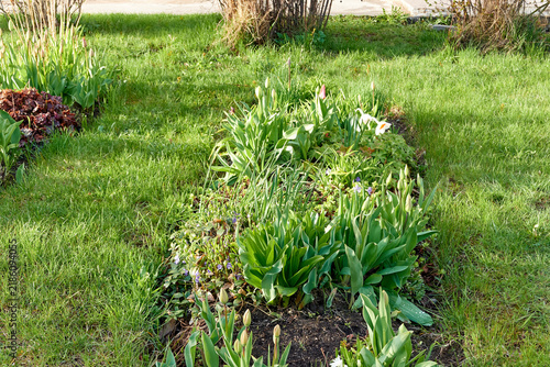 Obraz na płótnie beautiful green city flower bed in the evening in spring
