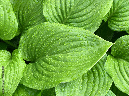 Vibrant green hosta leaves glistening with fresh water droplets spread out in a dense pattern.