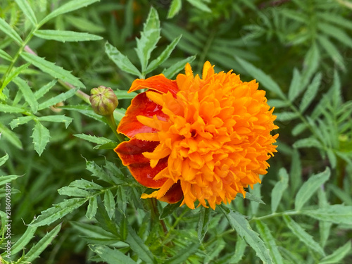 A vibrant orange and reddish-brown marigold flower blooms in a garden surrounded by green foliage.