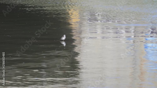 Chevalier solitaire sur une rivière, Québec, Canada.