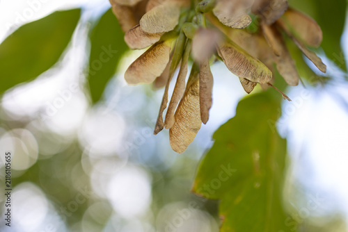 Obraz na płótnie Macro close up of dry maple tree seeds samaras hanging from a branch in soft lig