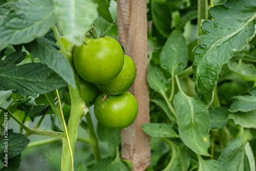 Konstfotografi Unripe green tomatoes growing on a vine supported by a wooden stake
