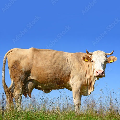Foto Brown cow standing on a grassy hill against a clear blue sky with farm animal da