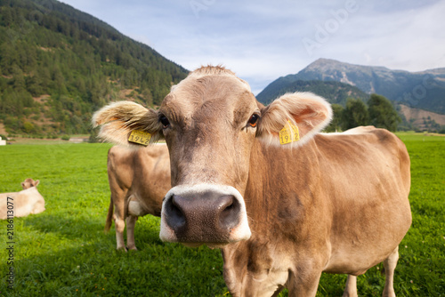 Bild auf Leinwand Brown cow portrait in an alpine mountain pasture with farm animal ear tags green