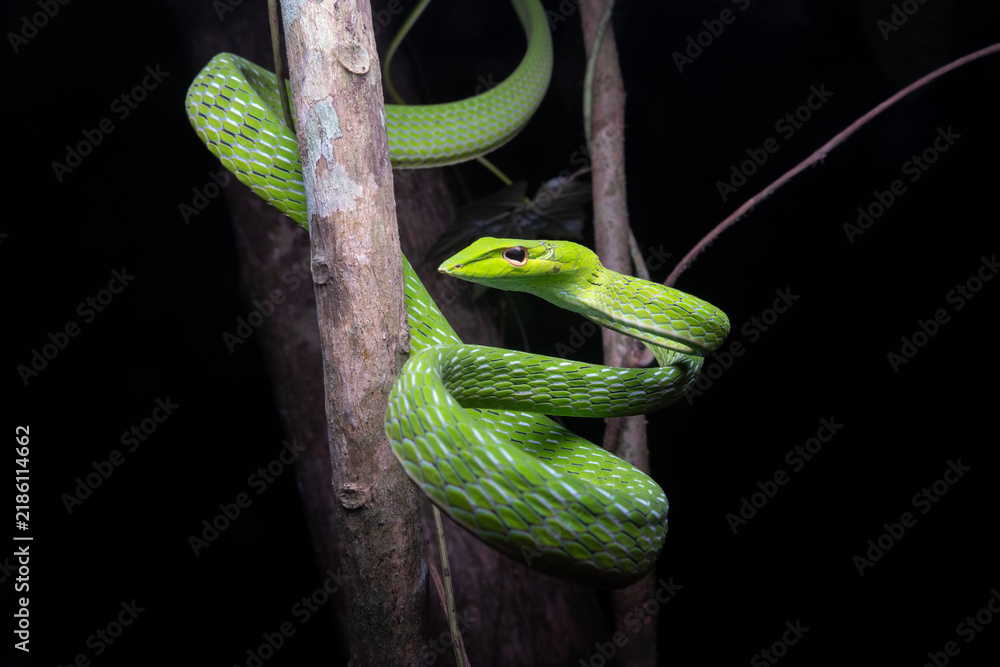 Obraz premium Oriental Whip Snake