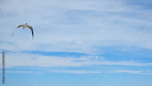 Foto A lone seagull soaring high in the bright blue sky with soft white clouds