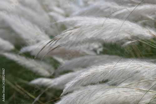 Kans grass flower