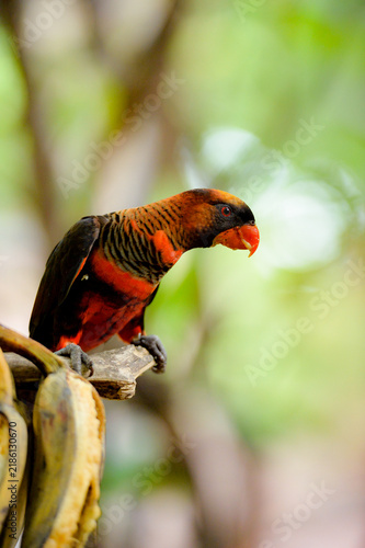 Konstfotografi Dusky Lory bird perched on a branch eating fruit in a natural tropical forest setting