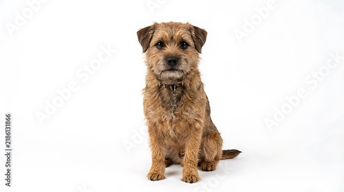 A cute Border Terrier dog sitting against a white background.