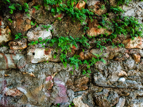 Plants growing between the stone walls of an old house