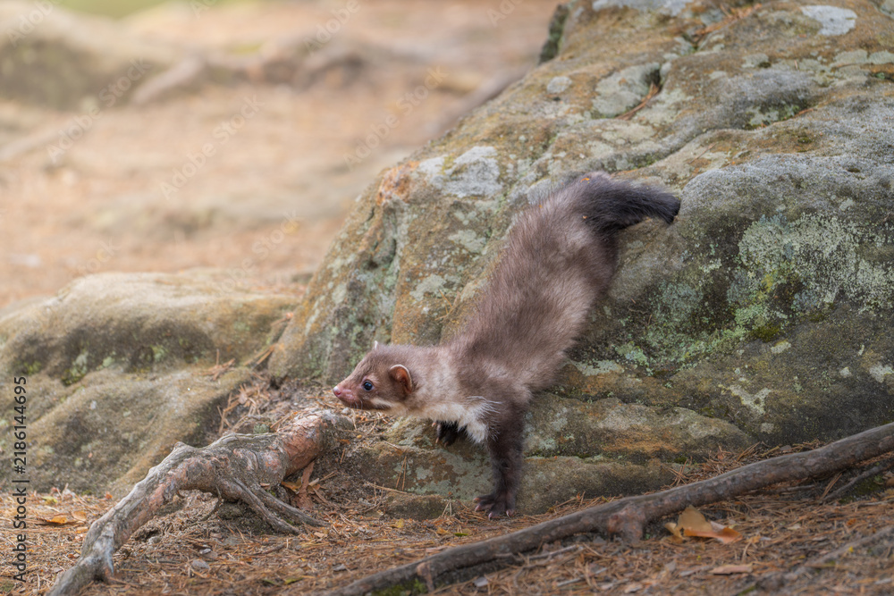 Obraz premium Small beech marten Martes foina standing on mossy ground in autumn forest next to large tree trunk.
