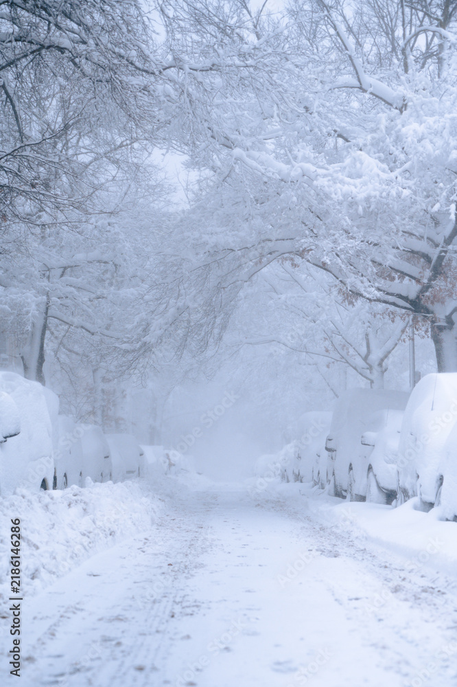Fototapeta premium winter city landscape with snow covered trees on tree-lined street