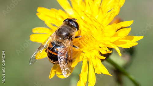 bee on yellow flower