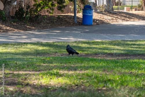 Фотография American Crow Walking on Park Lawn Near a Blue Trash Can
