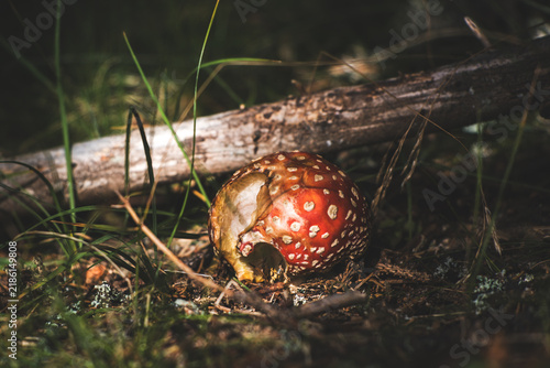 Foto beautiful fly agaric in a mountain forest at a autumn morning