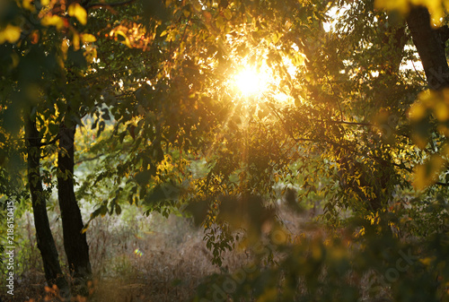 Golden sunlight beaming through green forest leaves