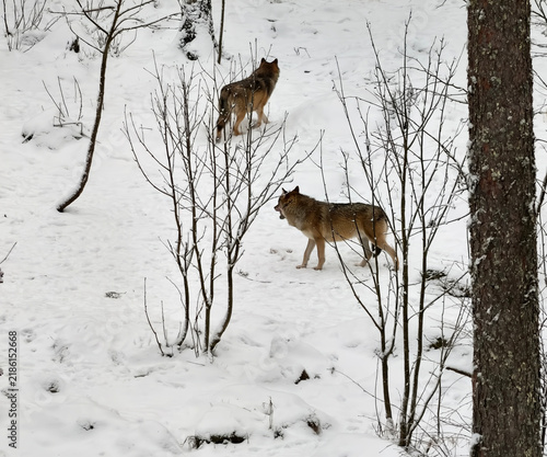 High-angle wide shot of two grey wolves walking on a snow-covered ground in winter in Finland