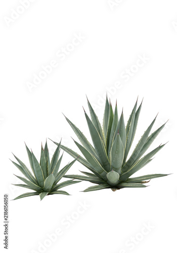 Two green agave plants with sharp leaves standing outdoors