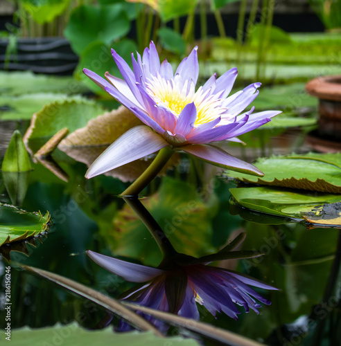 Bild auf Leinwand pink water lily