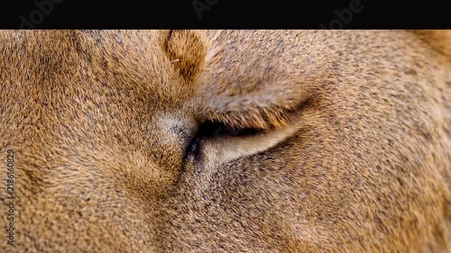 Extreme macro cinematic wildlife footage of one stunning lion eye, unmistakable lion anatomy