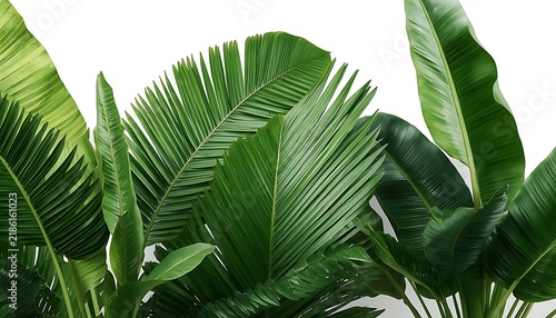 Collection large tropical leaves banana plant species plain white background vibrant green visible veins varying textures smooth ribbed natural symmetry lush foliage botanical aesthetic interior