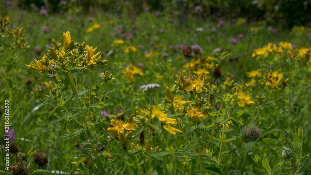 Fototapeta premium Bumblebee Feeding on St John's Wort Hypericum perforatum in a Wild Meadow with Red Clover — Concept: Pollinator Habitat and Bee Conservation, Herbal Medicine, Species Rich Grassland