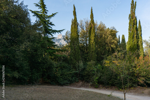 Fotografie Park-like area dominated by several tall, narrow Italian cypress trees stretching upwards toward blue sky