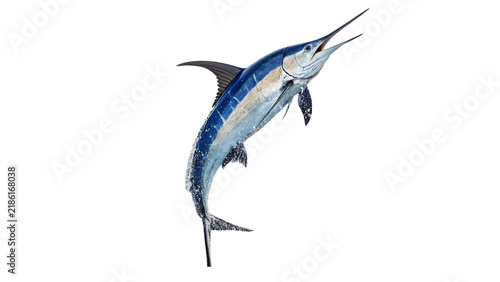 Canvas Print Majestic wild marlin swordfish jumping out of water isolated on transparent back