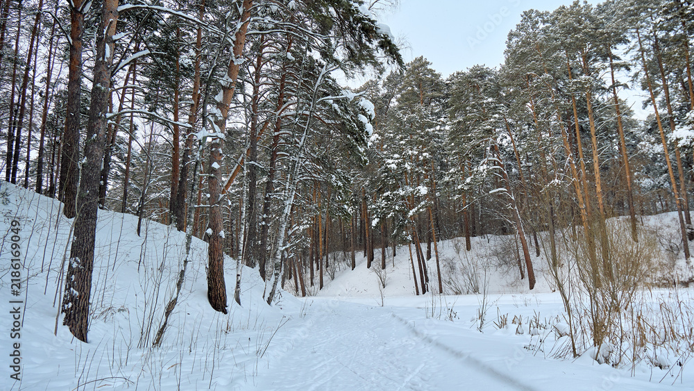 Obraz premium Snowy pine forest path winding through quiet winter landscape