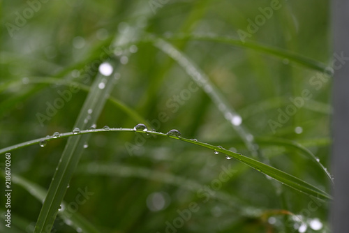 gocce d'acqua su erba natura
