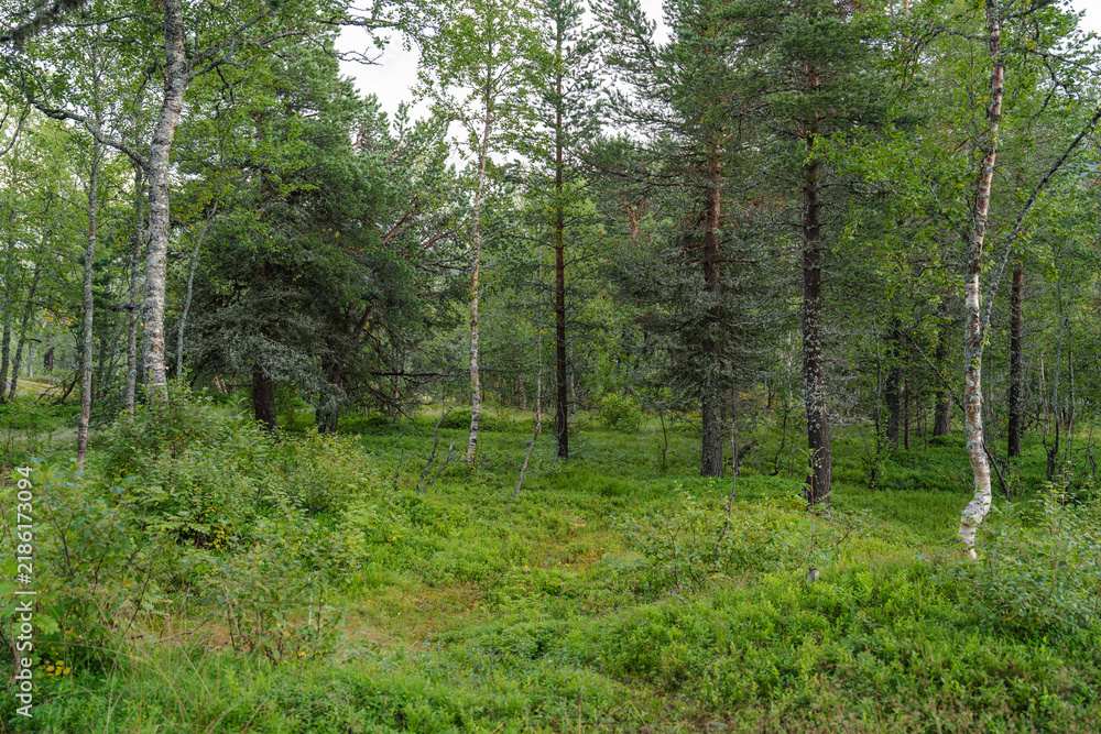 Obraz premium Lush green pine forest landscape with tall trees and vibrant undergrowth