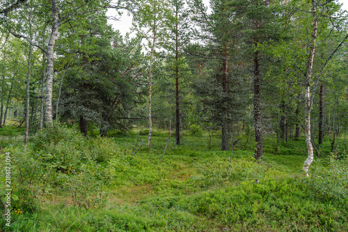 фотографія Lush green pine forest landscape with tall trees and vibrant undergrowth