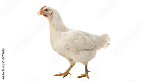 фотографія Domestic organic white chicken standing calmly on surface isolated on transparen