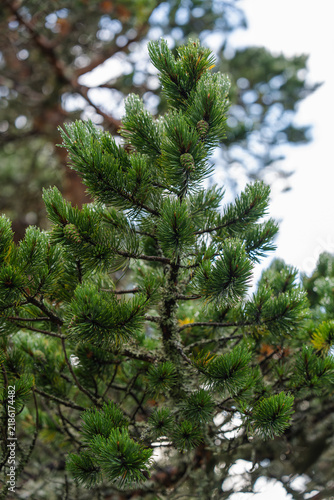 Fotografía Scotch pine Pinus sylvestris branch green needle tree forest natural wood