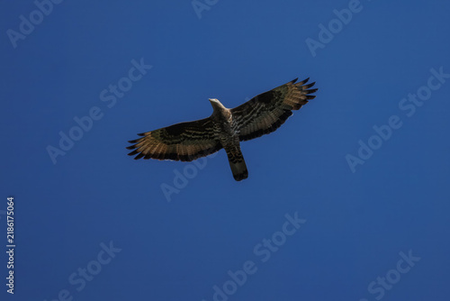 Foto A European honey buzzard (Pernis apivorus) in flight, spreading its wings against a clear blue sky background on a sunny autumn day
