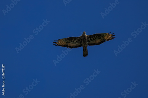 Cuadro en lienzo A European honey buzzard (Pernis apivorus) in flight, spreading its wings against a clear blue sky background on a sunny autumn day