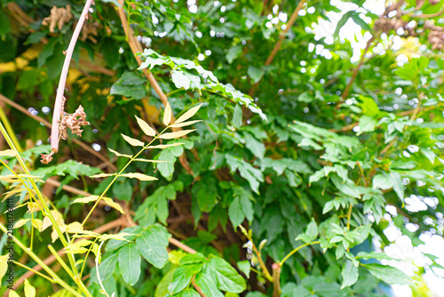 Photography Fresh compound leaves and climbing vines in dense green foliage