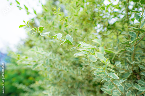 Photography Fresh variegated shrub branches in soft green and cream tones