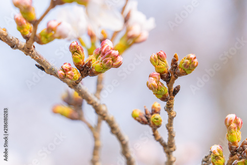 Photography Pink cherry blossom buds preparing to open in spring