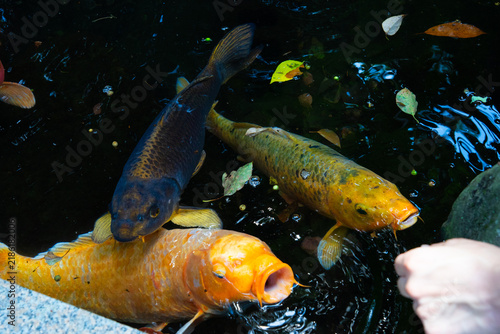 Obraz na płótnie Colorful koi carp gathering at the water surface near a feeding hand