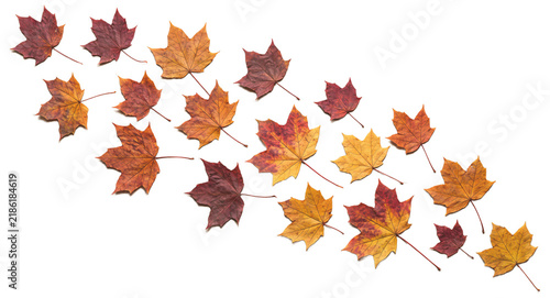 Autumn maple leaves in serpentine flow of warm gold, amber and crimson tones on a transparent background