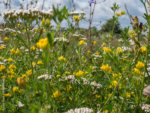 Bild auf Leinwand Yarrow Achillea millefolium and Yellow Medick Flowering Together in a Species Ri