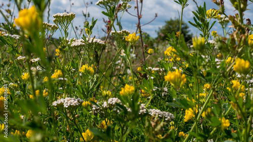 Bild auf Leinwand Yarrow Achillea millefolium and Yellow Medick Flowering Together in a Species Ri