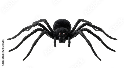 Fotografía Giant black hairy spider for scary halloween decoration