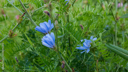Foto Blue Chicory Flowers Cichorium intybus Blooming among Vetch Foliage in a Wild Me