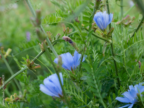 Fotografie Blue Chicory Flowers Cichorium intybus Blooming among Vetch Foliage in a Wild Me
